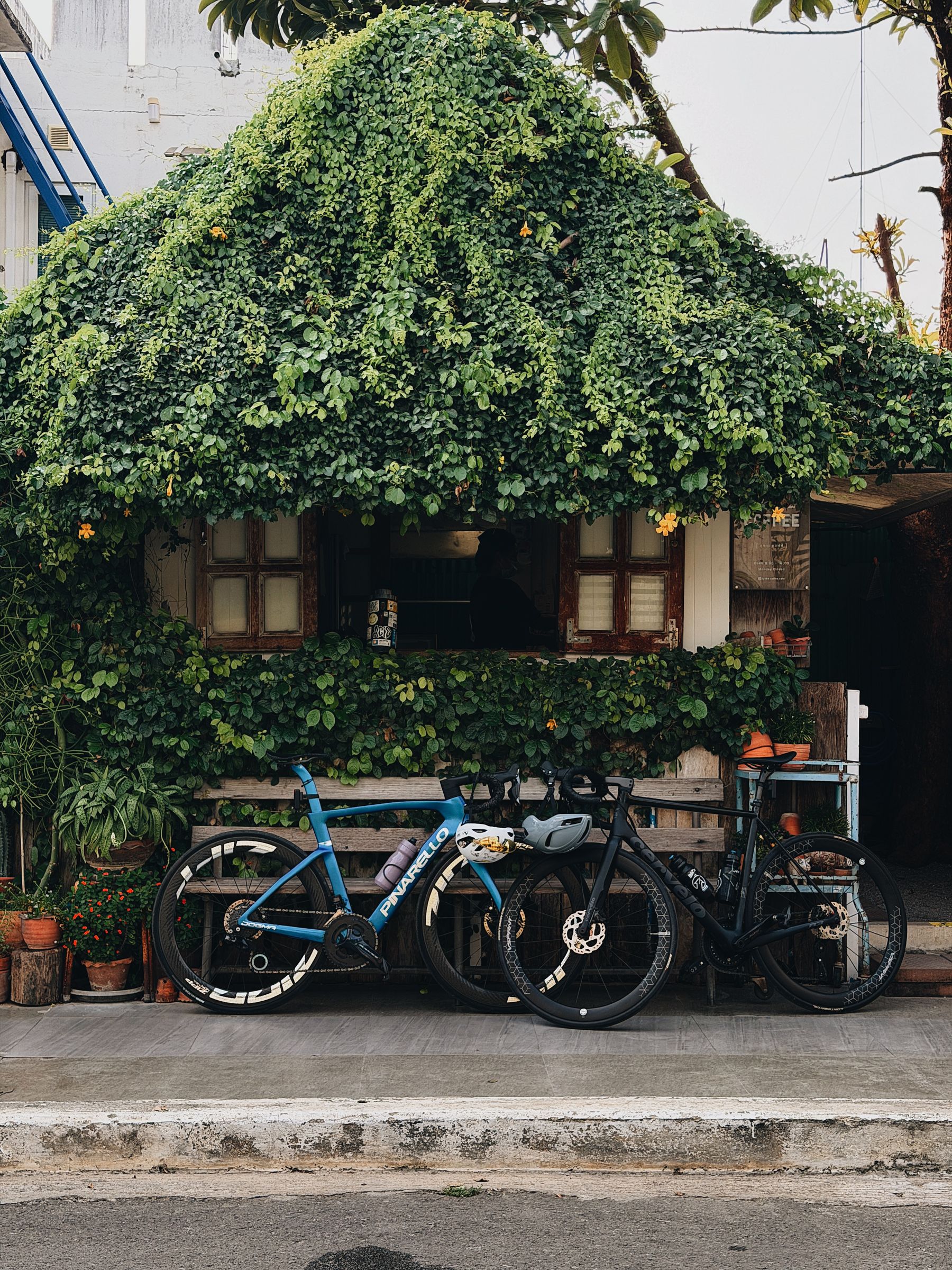 Bikes against ivy wall