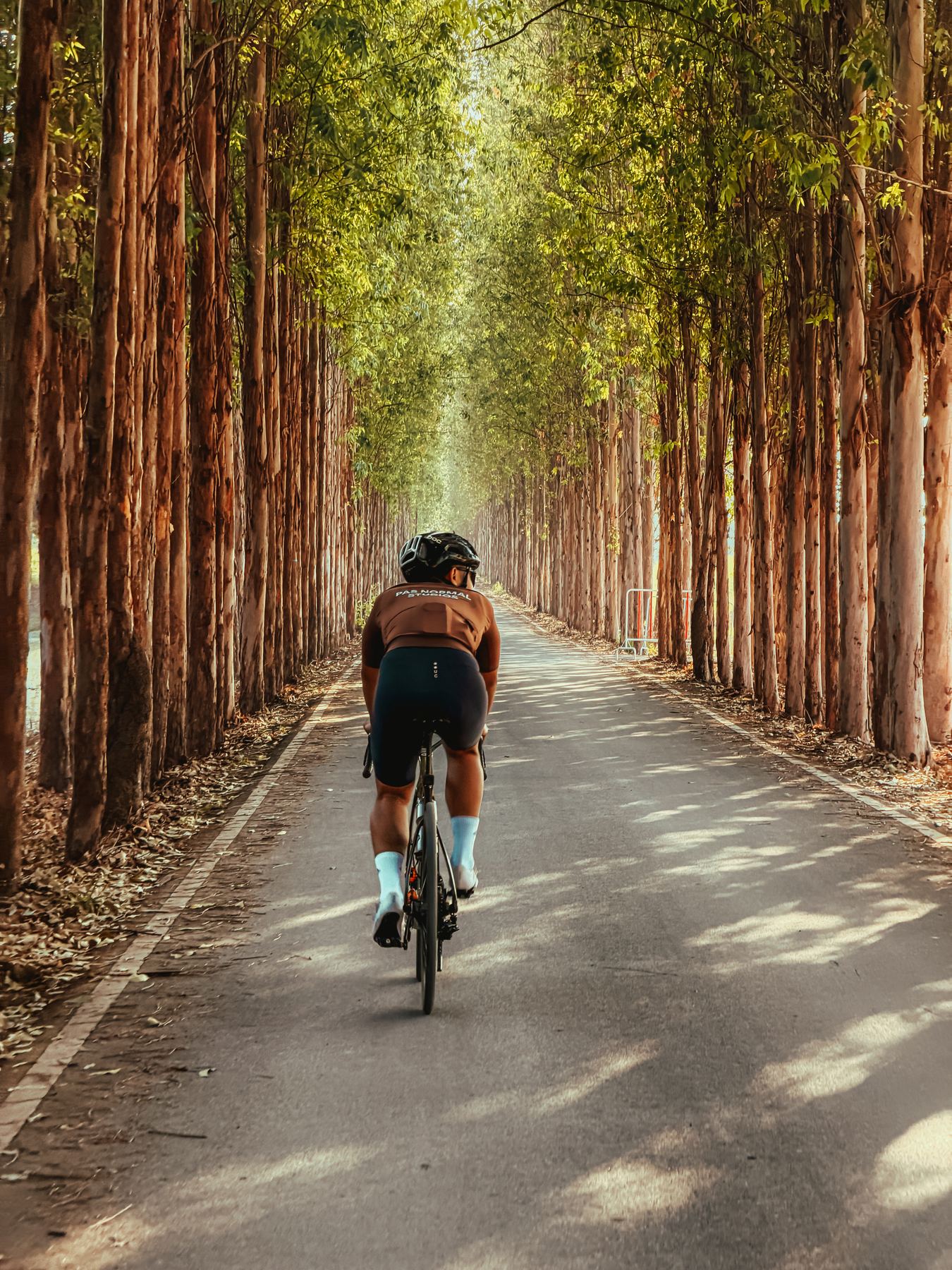 Rider in eucalyptus tree tunnel